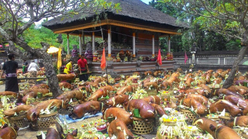 ACI USABA SUMBU; TRADISI MENGHATURKAN RATUSAN GULING DI DESA TIMBRAH