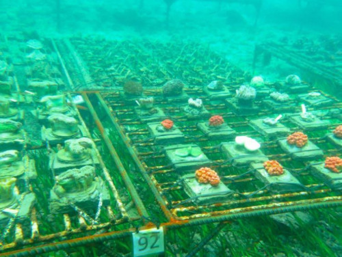 Menyelami Keindahan Terumbu Karang Bali Melalui Coral Planting di Pantai Pandawa